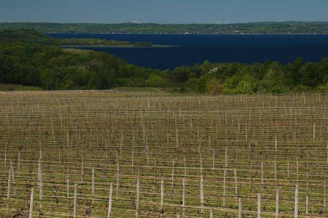 vineyards with West Grand Traverse Bay in background